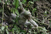 Brown-throated three-toed sloth with young Sloth,Costa Rica,nursing,baby,babies,young,climbing,mammal,parent,mother,Chordates,Chordata,Anteaters and Sloths,Pilosa,Mammalia,Mammals,Three-toed Sloths,Bradypodidae,Rainforest,Bradypus,Tropical,Lea