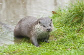Captive common otter emerging from pond, British Wildlife Centre, Surrey. animal,britain,british,captive,centre,emerging,england,european,european otter,mammal,nature,november,otter,pond,surrey,uk,water,wildlife,winter,Captive,Mammalia,Mammals,Weasels, Badgers and Otters,Mu