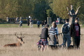 Red deer stag sitting in grass amongst people in Richmond Park, London, UK. Park,animal,autumn,britain,busy,deer,dogs,grassland,humans,mammal,nature,october,people,red,sitting,stag,tame,urban,wildlife,Even-toed Ungulates,Artiodactyla,Cervidae,Deer,Chordates,Chordata,Mammalia,