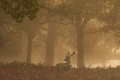Fallow deer stag in mist, Richmond Park, London. Park,animal,animals,autumn,britain,british,dama,deer,england,fallow,fog,london,male,mist,nature,october,orange,richmond,rut,stag,uk,urban,wildlife,woodland,Even-toed Ungulates,Artiodactyla,Cervidae,De
