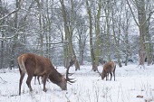 Pair of red deer stags in snow, Richmond Park, London. angle,animal,deer,forest,harshmammal,nature,red,snow,stag,survival,urban,white,wide,wildlife,Even-toed Ungulates,Artiodactyla,Cervidae,Deer,Chordates,Chordata,Mammalia,Mammals,Species of Conservation
