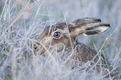 Portrait of brown hare in long grass, North Kent Marshes, UK animal,bird,bitain,brown,cold,colour,crest,grass,hare,hidden,marshes,nature,north,northern,wildlife,winter,Rabbits, Hares,Leporidae,Lagomorpha,Hares and Rabbits,Mammalia,Mammals,Chordates,Chordata,Eur