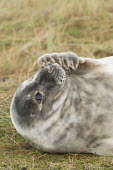 Portrait of grey seal pup scratching face with flipper, Donna Nook National Nature Reserve, Lincolnshire, UK. animal,beach,britain,coast,cuddly,cute,donna,dunes,grey,mammal,national,nature,playful,pup,reserve,sand,seal,wildlife,Mammalia,Mammals,Carnivores,Carnivora,Phocidae,True Seals,Chordates,Chordata,Coast