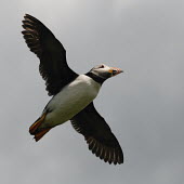 Puffin in flight, low angle animal,atlantic,bird,britain,colour,colourful,flying,flight,island,nature,puffin,summer,wildlife,Ciconiiformes,Herons Ibises Storks and Vultures,Alcidae,Auks, Murres, Puffins,Aves,Birds,Chordates,Chor