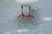 Feet of black-headed gull feet on frozen lake, Kew Gardens, London. animal,bird,black,britain,cold,comical,feet,freezing,frost,funny,gull,headed,ice,lake,nature,quirky,red,snow,wildlife,winter,Laridae,Gulls, Terns,Aves,Birds,Ciconiiformes,Herons Ibises Storks and Vult