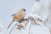 Female bearded parrotbill perched in snow, Hyde Park, London, UK bird,cold,female,nature,rare,snow,snowing,tit,urban,white,wildlife,winter,Omnivorous,Fresh water,Temperate,Flying,Panurus,Europe,Ponds and lakes,Terrestrial,Grassland,Wetlands,IUCN Red List,Timaliidae