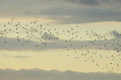 Flock of black-tailed godwits flying at WWT Welney, Cambridgeshire, UK. WWT,animal,bird,black,britain,clouds,flight,flock,flying,godwit,godwits,nature,sunset,tailed,wildlife,winter,Chordates,Chordata,Sandpipers, Phalaropes,Scolopacidae,Aves,Birds,Ciconiiformes,Herons Ibis