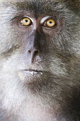 Crab-eating macaque portrait Macaca,animal,asia,beach,cheeky,clever,crab,eating,exotic,fascicularis,foraging,koh,litter,long,macaque,mammal,monkey,nature,october,phi,primate,rowley,rubbish,sam,tailed,thailand,tropical,wildlife,Ma