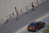 Peregrine falcon flying above road, Avon Gorge, Bristol, UK action,bird,bristol,britain,falcon,flying,gorge,june,nature,prey,raptor,spring,summer,urban,viewpoint,wildlife,Aves,Birds,Chordates,Chordata,Ciconiiformes,Herons Ibises Storks and Vultures,Falcons, Ca