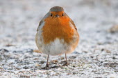 A plump european robin standing in frost animal,bird,britain,christmas,cold,dawn,energy,fat,frost,nature,plump,reserve,resources,warm,wildlife,winter,Aves,Birds,Perching Birds,Passeriformes,Chordates,Chordata,Old World Flycatchers,Muscicapid