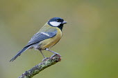 Great tit perched on branch animal,autumn,bird,branch,britain,copse,great,nature,november,perched,scrag,tit,wildlife,woodland,Asia,Omnivorous,Animalia,Urban,Parus,Paridae,Flying,Aves,Temperate,Common,Europe,Chordata,major,Passer