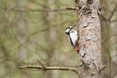 Great-spotted woodpecker on tree trunk, Northumberland, England, UK Dendrocopos,animal,britain,british,england,greater,hide,june,major,nature,north,northumberland,spotted,summer,uk,wildlife,woodpecker,Chordates,Chordata,Picidae,Woodpeckers,Piciformes,Woodpeckers and F