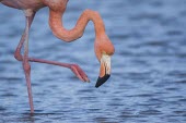 Caribbean flamingo walking in lagoon america,american flamingo,animal,bird,conservation,endemic,evolution,flamingo,galapagos,island,islands,native,natural,nature,ocean,pacific,south,summer,tortoise,wildlife,Ciconiiformes,Herons Ibises St