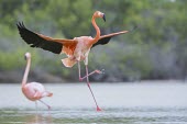 Caribbean flamingo landing in lagoon action,america,american,caribbean,colour,endemic,evolution,flight,galapagos,island,islands,lagoon,landing,natural,nature,pacific,pink,selection,south,summer,wildlife,Ciconiiformes,Herons Ibises Storks