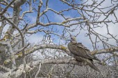Red footed booby perched in tree animal,archipelago,august,endemic,galapagos,island,islands,native,natural,nature,ocean,pacific,south,summer,wildlife,adults,young,chick,Gannets and Boobies,Sulidae,Aves,Birds,Chordates,Chordata,Ciconi