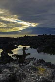 A flightless cormorant drying its damp wings on a rocky shoreline on Fernandina Island, Galapagos Islands, Ecuador. The animals are very tame and so it allowed a reasonably close approach, allowing me... cormorant,evolution,expedition,flightless,island,natural,nature,pacific,park,summer,wings,Aves,Birds,Chordates,Chordata,Ciconiiformes,Herons Ibises Storks and Vultures,Phalacrocoracidae,Cormorants,End