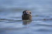 Galapagos marine iguana swimming with head above surface animal,archipelago,coast,endemic,evolution,iguana,island,islands,marine,native,natural,nature,ocean,pacific,shore,south,summer,wildlife,portrait,head detail,mouth,Squamata,Lizards and Snakes,Iguanidae