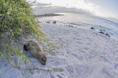 Galapagos sea lion resting on beach archipelago,beach,endemic,evolution,island,islands,native,natural,nature,ocean,pacific,sea,selection,south,summer,wildlife,quirky,funny,low angle,Carnivores,Carnivora,Otariidae,Eared Seals,Chordates,C