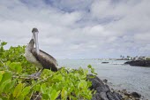 Brown pelican in landscape bird,brown,evolution,galapagos,july,mangrove,mangroves,natural,nature,pacific,pelican,south,summer,urban,wildlife,Ciconiiformes,Herons Ibises Storks and Vultures,Aves,Birds,Chordates,Chordata,Pelecani