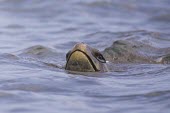 Green turtle swimming at surface Chelonia,agassizii,america,charles,darwin,ecuador,evolution,expedition,foundatoin,galapagos,isabela,island,july,national,natural,nature,pacific,park,research,scientists,selection,south,summer,trip,wil