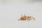 Ghost crab on Las Bachas beach, Galapagos Islands, Ecuador Ocypode,america,animal,archipelago,august,beach,charles,conservation,crab,cruz,darwin,ecuador,endemic,evolution,galapagos,gaudichaudii,ghost,island,islands,native,natural,nature,ocean,pacific,rowley,s