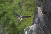 Peregrine falcon in flight over Avon Gorge, Bristol, UK action,avon,bird,britain,falcon,flying,gorge,nature,prey,raptor,spring,summer,urban,viewpoint,wildlife,Aves,Birds,Chordates,Chordata,Ciconiiformes,Herons Ibises Storks and Vultures,Falcons, Caracaras,