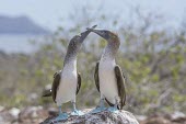 Blue footed booby, Sula nebouxii, North Seymour, Galapagos, Ecuador, August. america,animal,archipelago,blue,endemic,evolution,foot,feet,island,islands,native,natural,nature,north,ocean,pacific,summer,wildlife,Chordates,Chordata,Aves,Birds,Gannets and Boobies,Sulidae,Ciconiifo