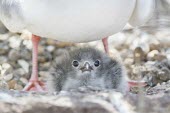 Swallow-tailed gull chick inbetween parents legs animal,archipelago,endemic,evolution,island,islands,native,natural,nature,north,ocean,pacific,summer,wildlife,Laridae,Gulls, Terns,Aves,Birds,Ciconiiformes,Herons Ibises Storks and Vultures,Chordates,