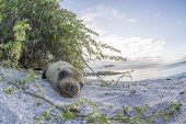 Galapagos sea lion lying on beach archipelago,beach,endemic,evolution,island,islands,native,natural,nature,ocean,pacific,sea,selection,south,summer,wildlife,quirky,funny,low angle,Carnivores,Carnivora,Otariidae,Eared Seals,Chordates,C