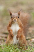 Red squirrel standing on hind legs animal,britain,british,cute,hide,native,nature,north,squirrel,summer,wildlife,Chordates,Chordata,Squirrels, Chipmunks, Marmots, Prairie Dogs,Sciuridae,Rodents,Rodentia,Mammalia,Mammals,Broadleaved,Eur