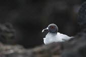 Swallow tailed gull animal,archipelago,conservation,endemic,gull,island,islands,native,natural,nature,ocean,pacific,south,summer,Laridae,Gulls, Terns,Aves,Birds,Ciconiiformes,Herons Ibises Storks and Vultures,Chordates,C