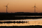 Eurasian curlews, silhouetted at dawn, Isle of Sheppey bird,british,coastal,curlew,curlews,dawn,humans,impactmarshes,nature,rsilhouette,turbines,urban,wader,wildfowl,wildlife,wind,winter,Charadriiformes,Shorebirds and Terns,Chordates,Chordata,Sandpipers,