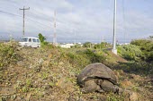 Galapagos giant tortoise next to road animal,archipelago,charles,conservation,cruz,darwin,endemic,evolution,highland,highlands,island,islands,native,natural,nature,ocean,pacific,selection,south,steve,summer,tortoise,wildlife,road,humans,R