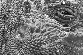 Galapagos marine iguana close up animal,archipelago,coast,endemic,evolution,iguana,island,islands,marine,native,natural,nature,ocean,pacific,shore,south,summer,wildlife,portrait,black and white,Squamata,Lizards and Snakes,Iguanidae,C