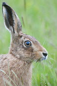 Brown hare portrait animal,britain,british,brown,european,nature,wetland,wildlife,Rabbits, Hares,Leporidae,Lagomorpha,Hares and Rabbits,Mammalia,Mammals,Chordates,Chordata,Europe,Agricultural,Animalia,Herbivorous,Lepus,e