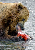 Brown bear eating salmon Action,bears,behaviour,carnivores,eating,salmon,fish,predator,predation,teeth,water,fishing,wet,freshwater,grizzly bear,hunting,mammals,North America,USA,Carnivores,Carnivora,Bears,Ursidae,Chordates,C