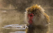 Japanese macaque in hot spa Primate,monkey,close-up,portrait,eyes,geothermal,hot spring,warm,warming,thermoregulation,geology,ripple,steam,leisure,face,mammal,mammalia,peaceful,vertebrate,wildlife,Mammalia,Mammals,Old World Monk