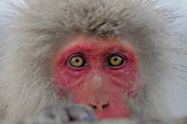 Japanese macaque close-up Primate,monkey,close-up,portrait,eyes,geothermal,warm,warming,thermoregulation,hot spring,geology,leisure,face,mammal,mammalia,peaceful,vertebrate,wildlife,Mammalia,Mammals,Old World Monkeys,Cercopith