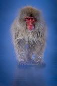 Japanese macaque portrait Primate,monkey,close-up,portrait,eyes,geothermal,warm,warming,thermoregulation,walking,snow,blue,hot spring,geology,leisure,face,mammal,mammalia,peaceful,vertebrate,wildlife,Mammalia,Mammals,Old World