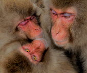 Group of Japanese macaques Primate,monkey,close-up,portrait,huddle,warm,warming,thermoregulation,warmth,sleepy,sleeping,peaceful,eyes,geothermal,hot spring,geology,leisure,mammal,mammalia,vertebrate,wildlife,Mammalia,Mammals,Ol