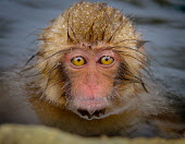 Young Japanese macaque in hot spa Primate,monkey,close-up,portrait,eyes,geothermal,warm,warming,thermoregulation,hot spring,geology,leisure,mammal,mammalia,peaceful,vertebrate,wildlife,baby,cute,wet,Mammalia,Mammals,Old World Monkeys,