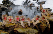 Group of Japanese macaques in hot spa Primate,monkey,close-up,portrait,huddle,warmth,sleepy,warm,warming,thermoregulation,sleeping,peaceful,relaxing,spa,geothermal,hot spring,geology,leisure,mammal,mammalia,vertebrate,wildlife,snow,hot,co