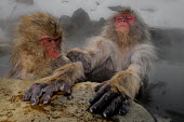Japanese macaques allogrooming in hot spa Primate,monkey,close-up,portrait,relaxing,warm,warming,thermoregulation,allogrooming,grooming,hierarchy,funny,hands,snow,rocks,geothermal,hot spring,geology,leisure,mammal,mammalia,peaceful,vertebrate