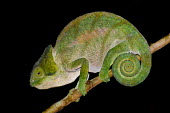 Chameleon on branch Green,perching,lizard,reptile,reptilia,vertebrate,profile,portrait,close-up,dark