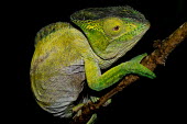 Chameleon on branch Green,perching,lizard,reptile,reptilia,vertebrate,profile,portrait,close-up,side,dark
