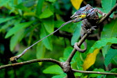 Chameleon catching insect with extendable tongue Action,behaviour,tongue,predation,feeding,eating,catching,insects,lizards,reptile,reptilia,profile,predator,Wildlife
