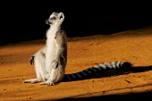 Ring-taied lemur basking in sunshine Lemurs,endangered,close-up,portrait,primates,mammals,mammalia,funny,humourous,sitting,sunbathing,sunny,sleepy,male,basking,Chordates,Chordata,Lemuridae,Mammalia,Mammals,Primates,Animalia,Appendix I,Ne