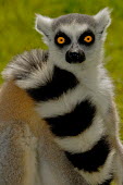 Ring-tailed lemur Tail,lemur,portrait,mammal,primate,stripes,striped,wildlife,mammals,mammalia,pattern,patterned,Chordates,Chordata,Lemuridae,Mammalia,Mammals,Primates,Animalia,Appendix I,Near Threatened,Arboreal,Afric