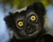 Indri close-up Lemurs,endangered,close-up,portrait,primates,mammals,mammalia,face,eyes,cute,Indridae,Mammalia,Mammals,Chordates,Chordata,Primates,Rainforest,Terrestrial,Herbivorous,Indriidae,Animalia,Endangered,indr