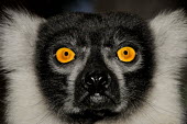 Black and white ruffed lemur close-up Lemurs,endangered,head,close-up,portrait,eyes,primates,mammals,mammalia,face,Lemuridae,Chordates,Chordata,Primates,Mammalia,Mammals,Africa,Herbivorous,Animalia,variegata,Arboreal,Appendix I,Terrestria